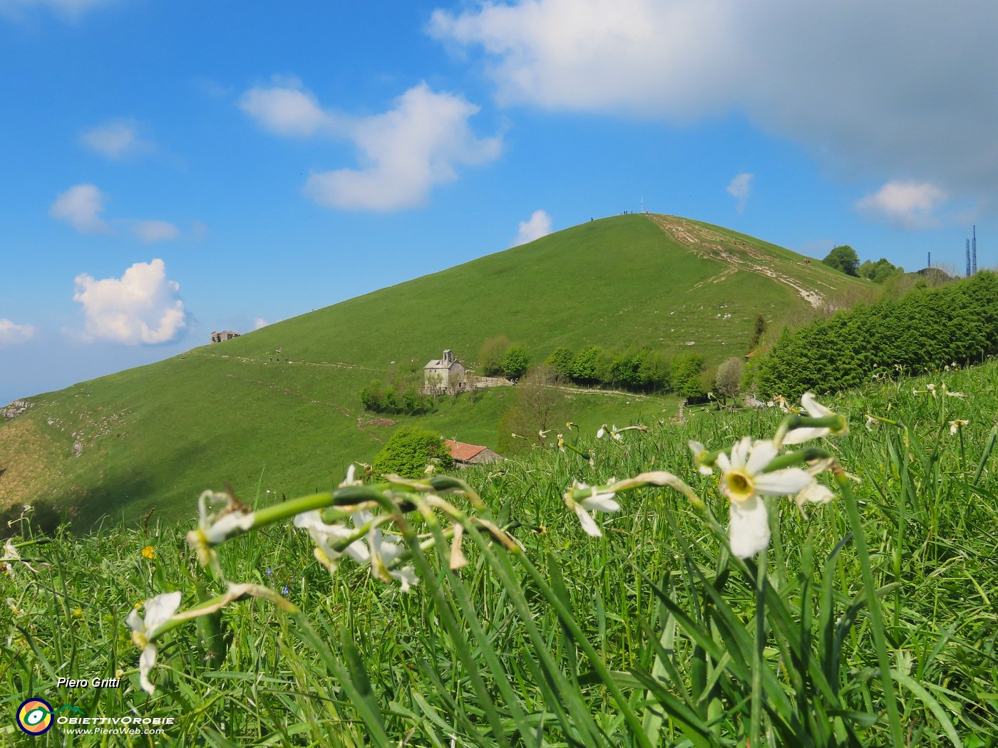 35 Narcissus poeticus (Narcisi...decimati dalla grandinata con vista sul Linzone ...!).JPG